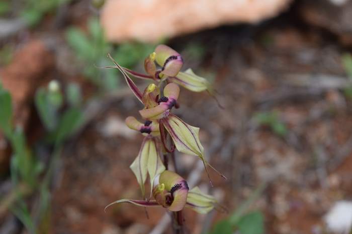 Caladenia cristata - Crested Spider Orchid-Sep-2018p0003.JPG